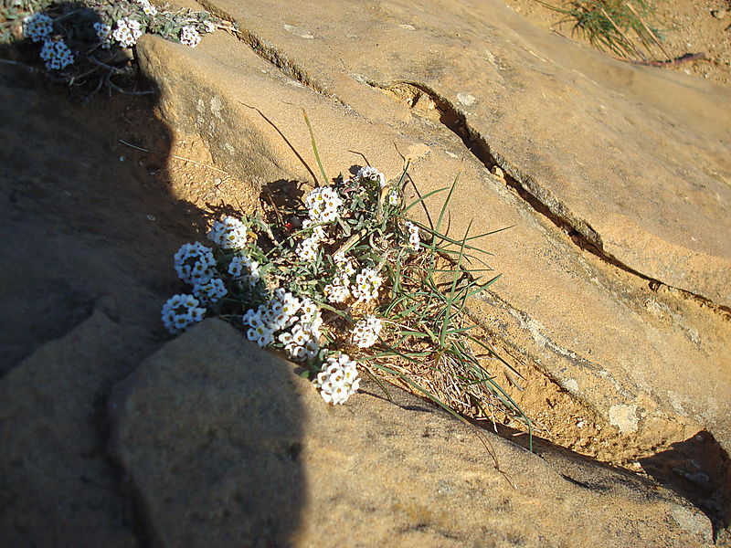 Provencal flowers