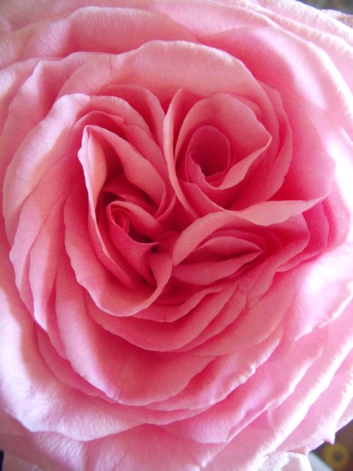 Heart of a flower