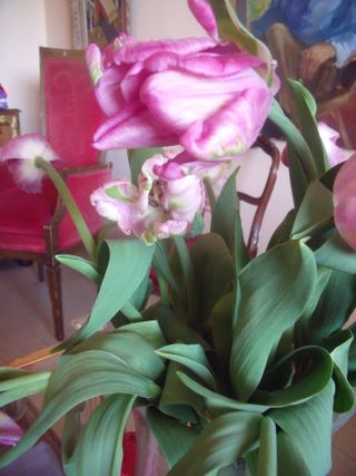 Pink tulips bouquet