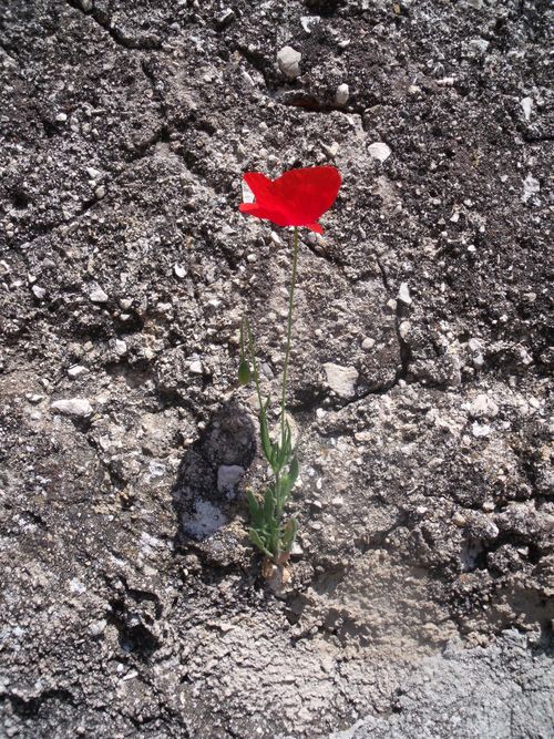 Poppy into a wild world