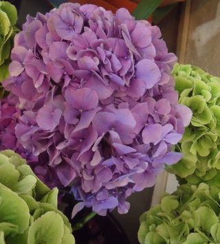 Purple hydrangea