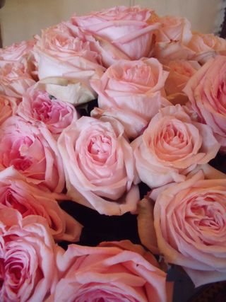 Bouquet of pink roses