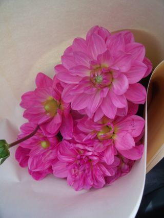 Pink dhalias