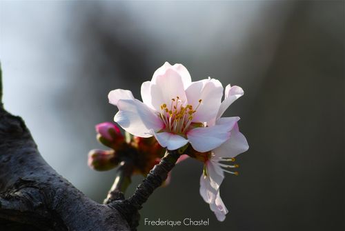 Spring in Cassis