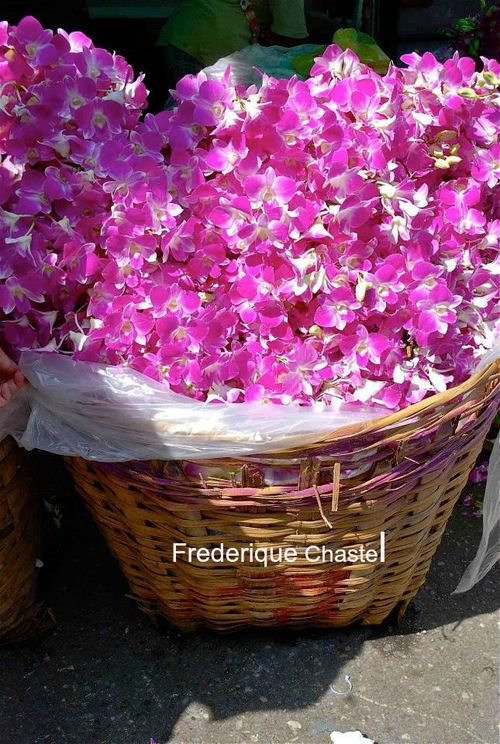 Pink orchids in flowers market bangkok