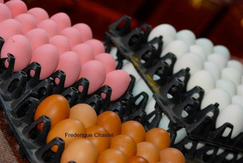 Pink eggs in a market in Bangkok