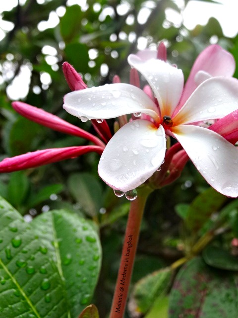 Frangipanier sous la pluie a Koh Chang