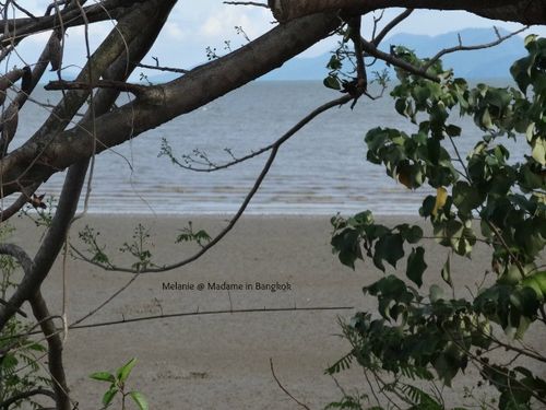 Mangrove sur la route de Koh chang