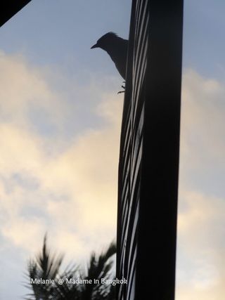 Oiseau KOh Chang