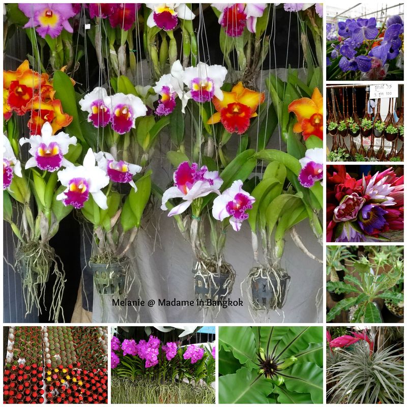 Chatuchak flowers market Collage