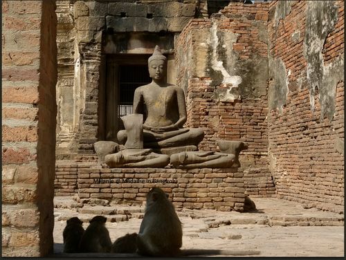 Lopburi monkeys in front of buddha Lopburi monkeys in front of buddha