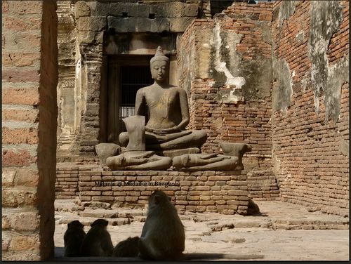 Lopburi monkeys in front of buddha