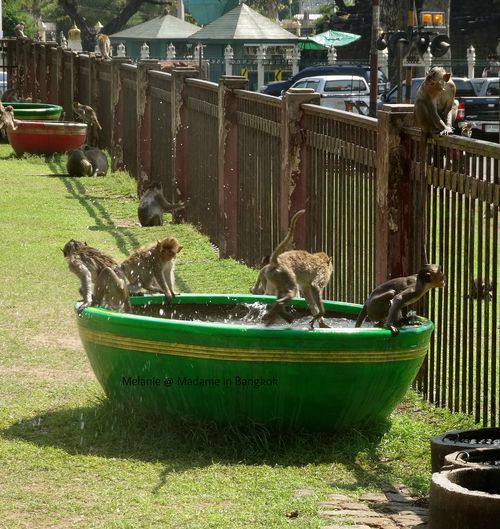 Lopburi bathing monkeys