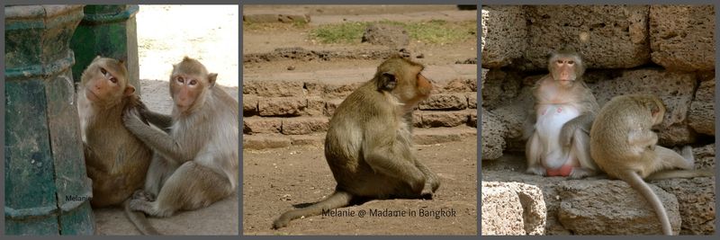 Lopburi monkeys Collage